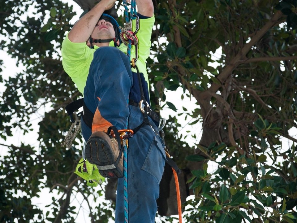 Qualified arborist working in a mature tree during a property survey in Dumfries and Galloway